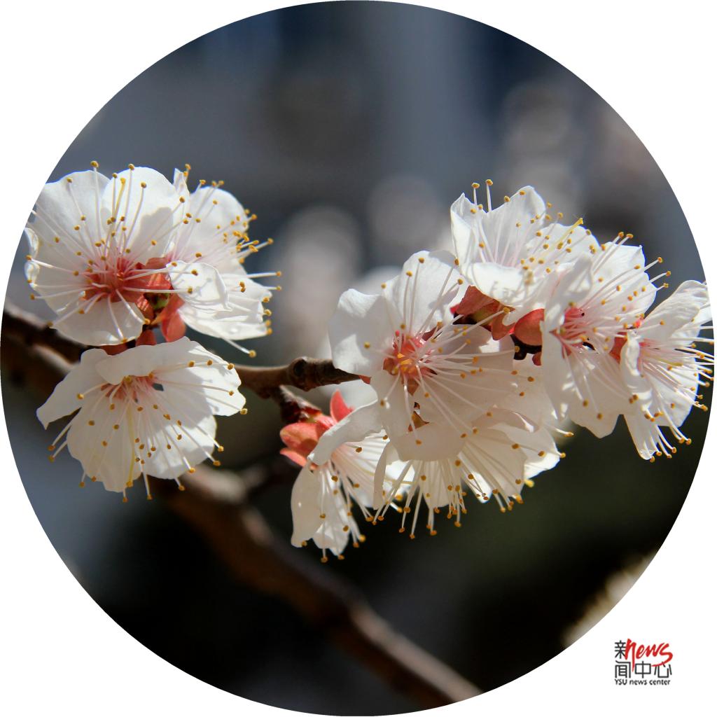印象赢博在线手机版(大中国区) • 那些花儿（组图）
