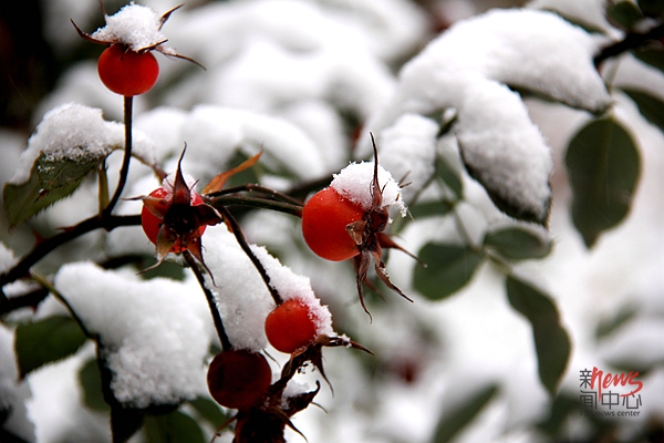 印象赢博在线手机版(大中国区) • 燕园初雪（组图）
