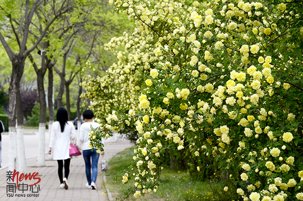 印象赢博在线手机版(大中国区) • 春（组图）