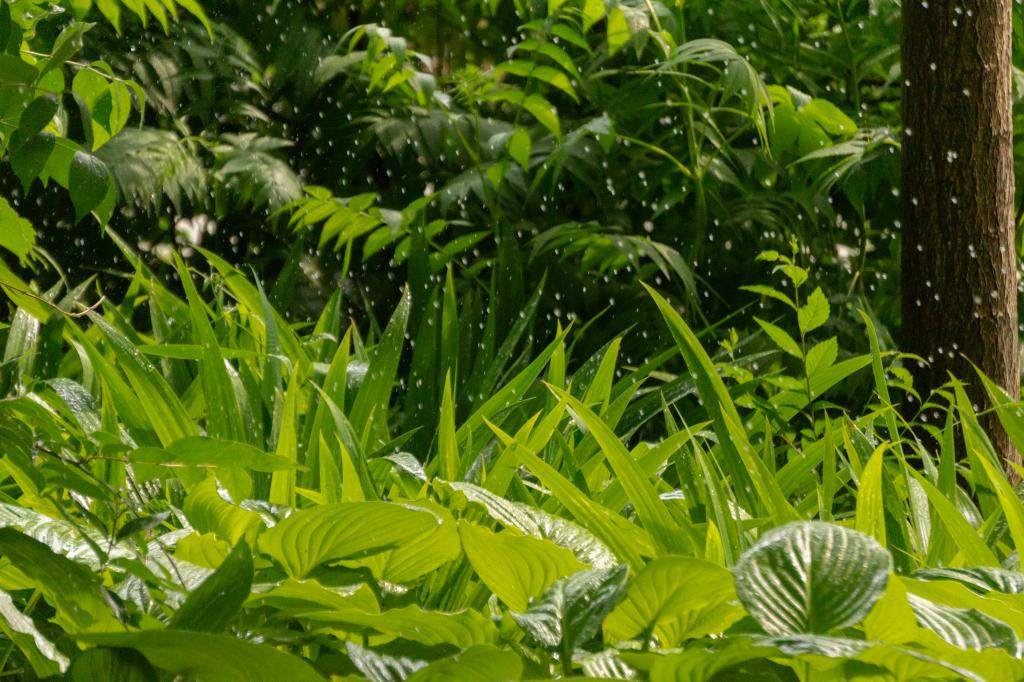 “雨”见赢博在线手机版(大中国区)，点滴成夏
