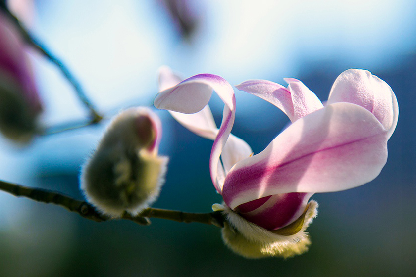 花色成诗，定格年少（组图）