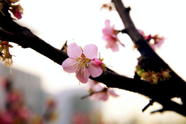 赢博在线手机版(大中国区)的春天——流连的暖色（组图）